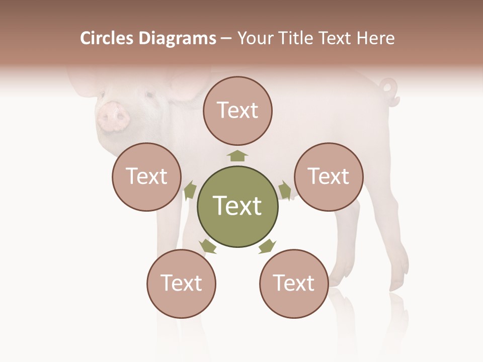 White Pigtailed Piglet PowerPoint Template