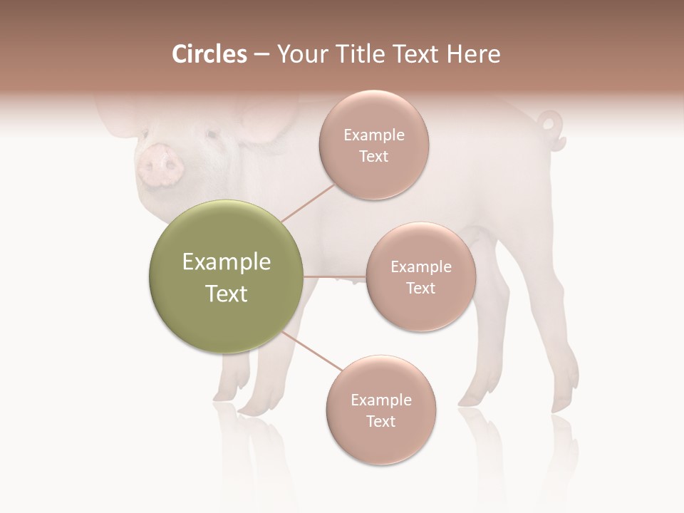 White Pigtailed Piglet PowerPoint Template