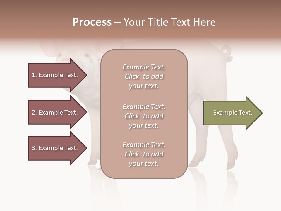 White Pigtailed Piglet PowerPoint Template