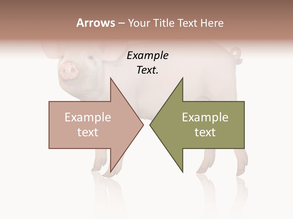 White Pigtailed Piglet PowerPoint Template