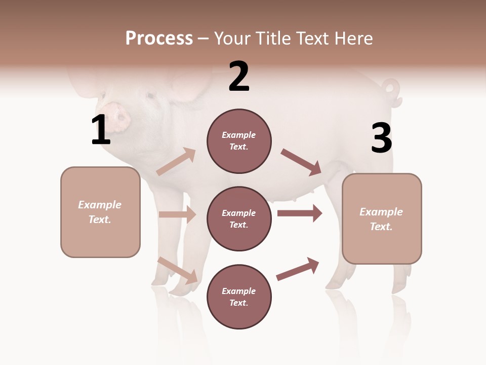 White Pigtailed Piglet PowerPoint Template