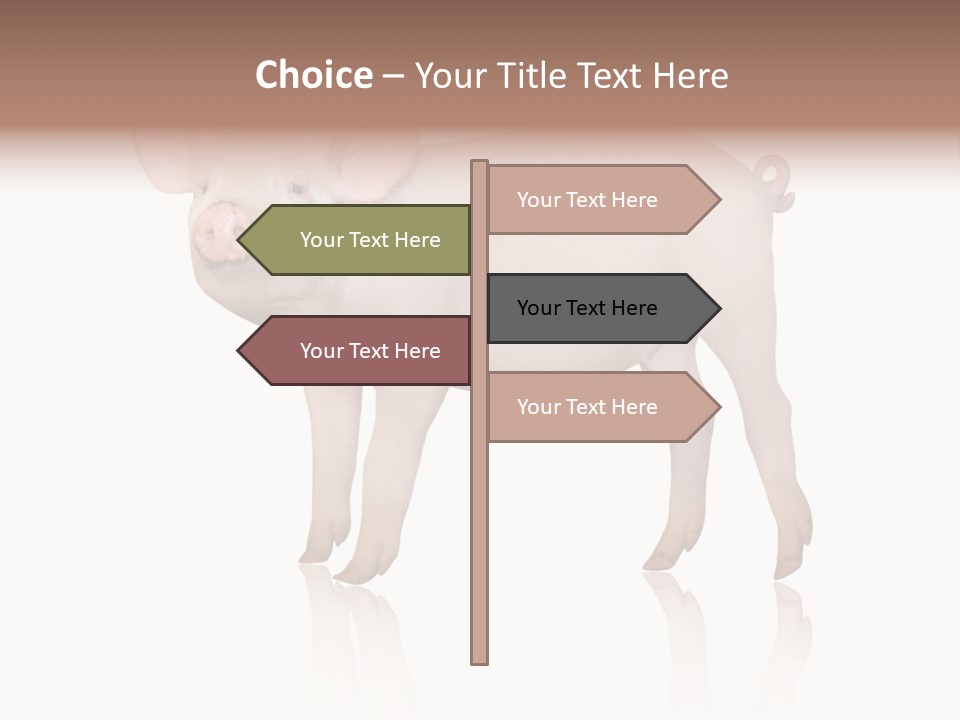 White Pigtailed Piglet PowerPoint Template