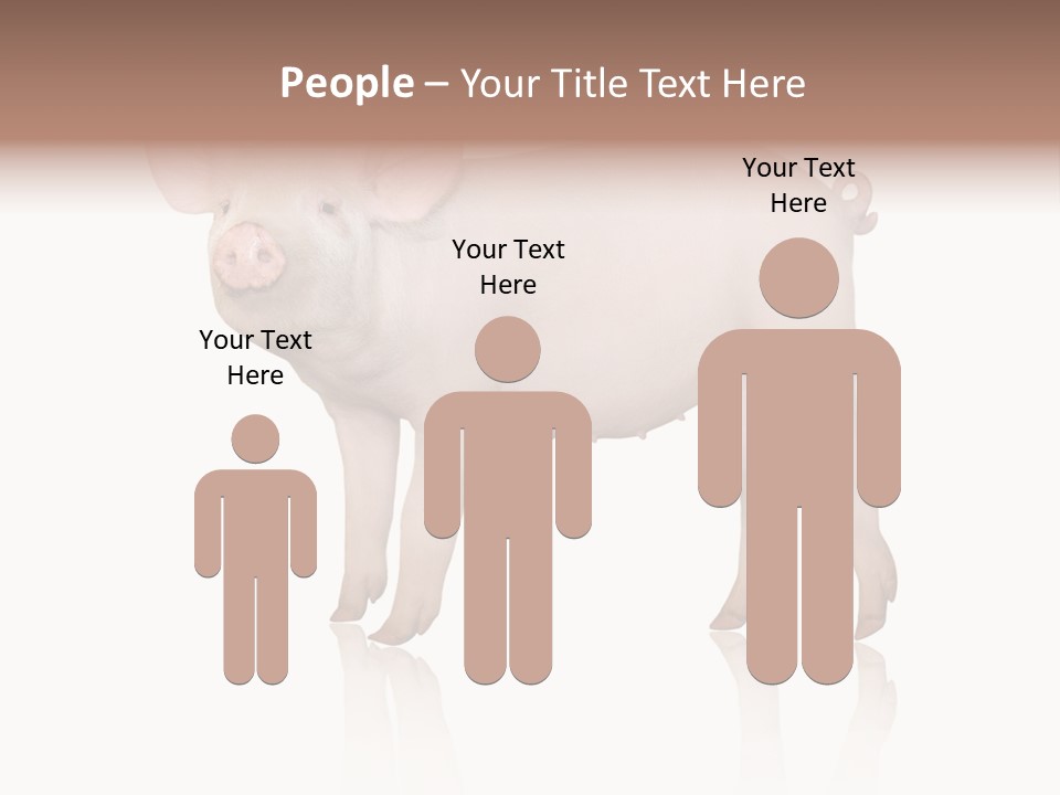 White Pigtailed Piglet PowerPoint Template