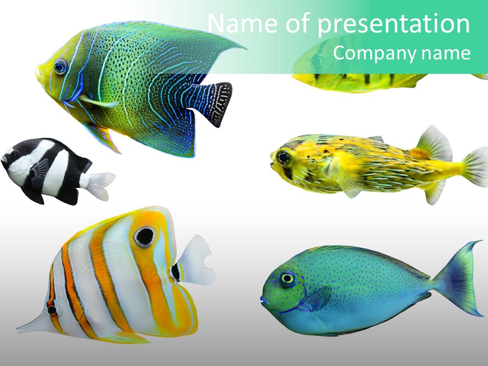 Reef Goldfish Seaside PowerPoint Template