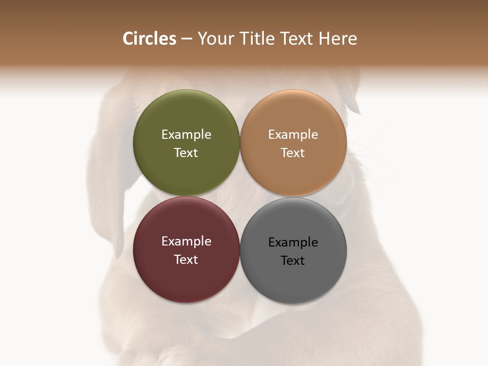 Square Image Brown Young PowerPoint Template