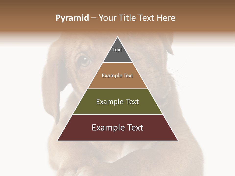 Square Image Brown Young PowerPoint Template