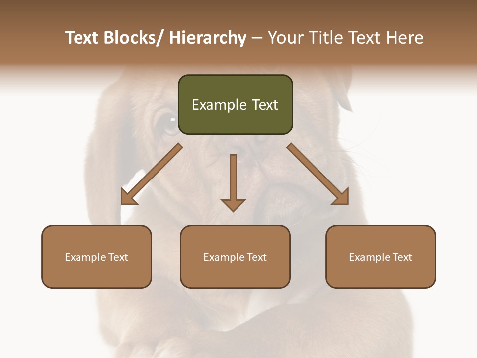 Square Image Brown Young PowerPoint Template