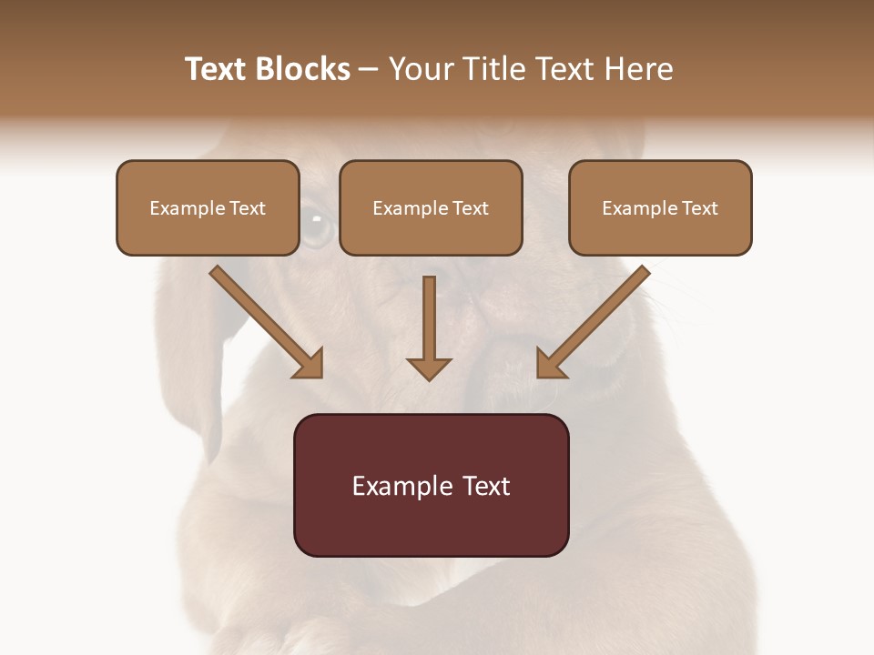 Square Image Brown Young PowerPoint Template