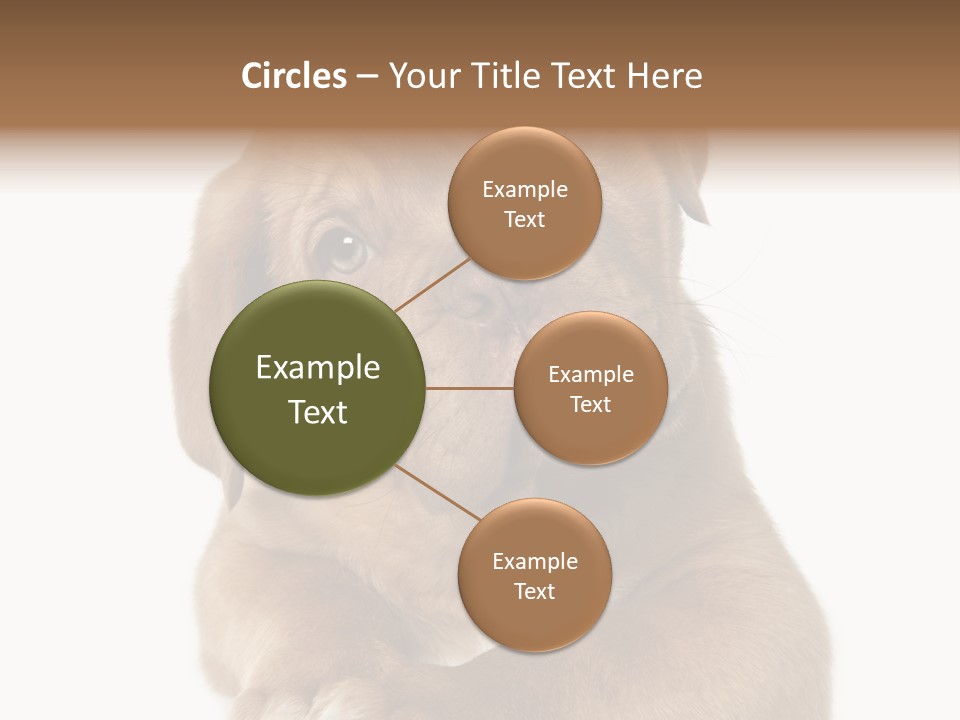 Square Image Brown Young PowerPoint Template