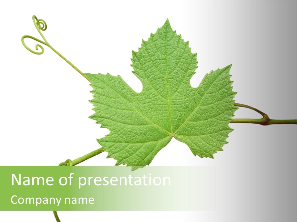 Green Isolation Grapes PowerPoint Template