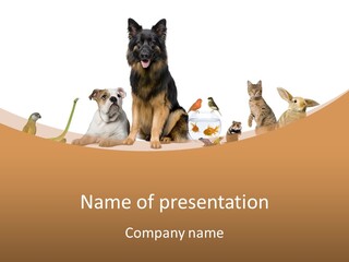 German Shepherd Looking At Camera Ferret PowerPoint Template