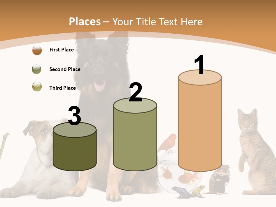 German Shepherd Looking At Camera Ferret PowerPoint Template