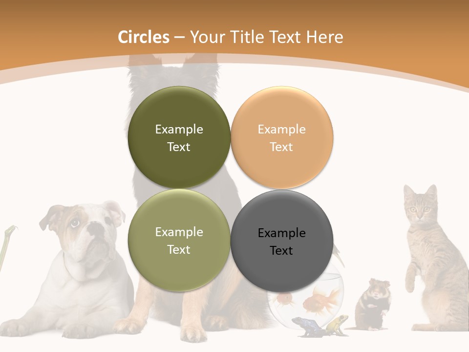German Shepherd Looking At Camera Ferret PowerPoint Template