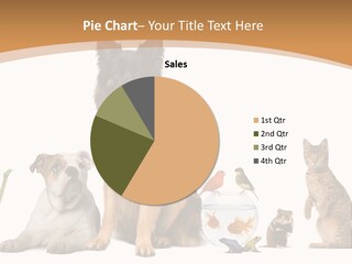 German Shepherd Looking At Camera Ferret PowerPoint Template