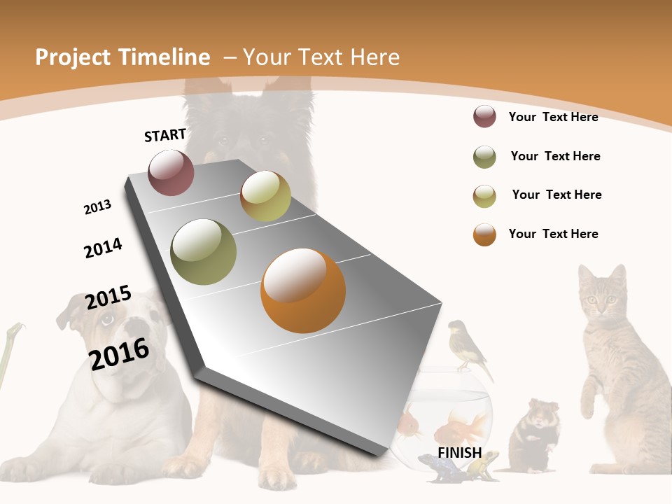 German Shepherd Looking At Camera Ferret PowerPoint Template