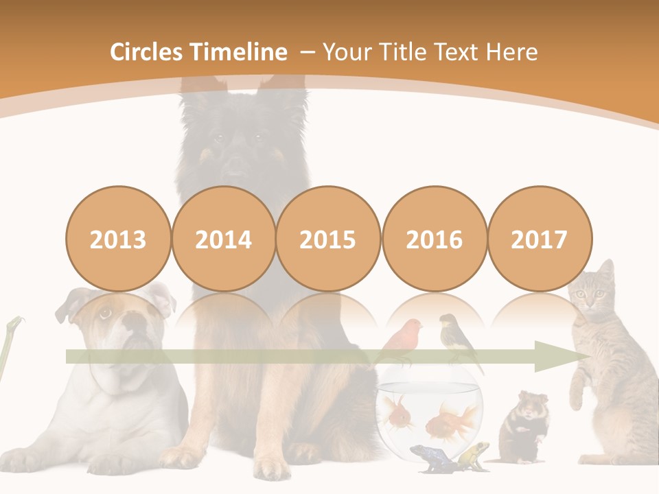 German Shepherd Looking At Camera Ferret PowerPoint Template