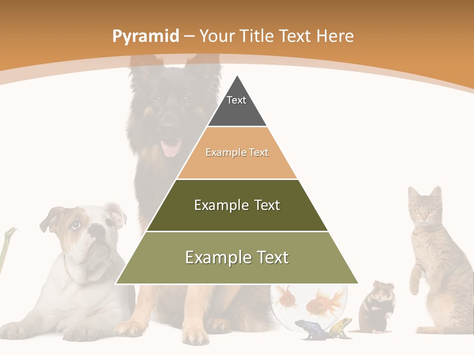 German Shepherd Looking At Camera Ferret PowerPoint Template