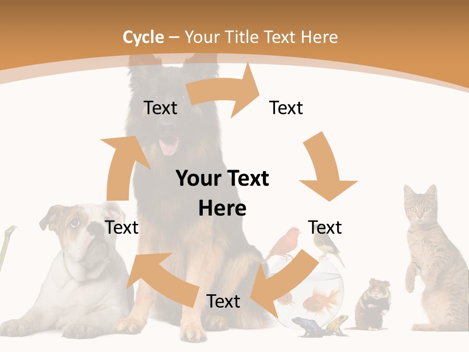 German Shepherd Looking At Camera Ferret PowerPoint Template