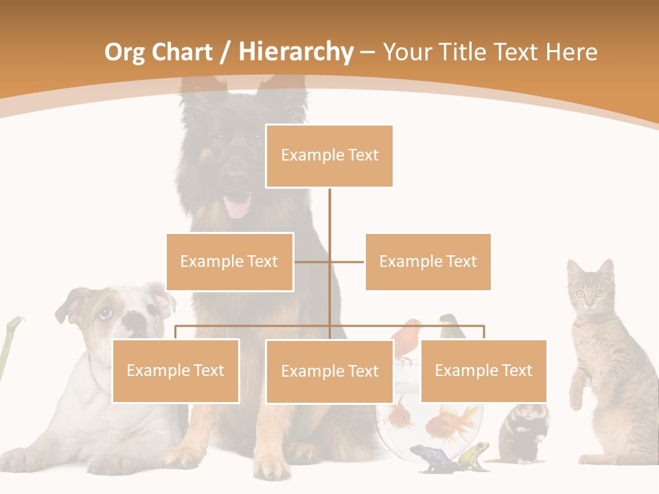 German Shepherd Looking At Camera Ferret PowerPoint Template