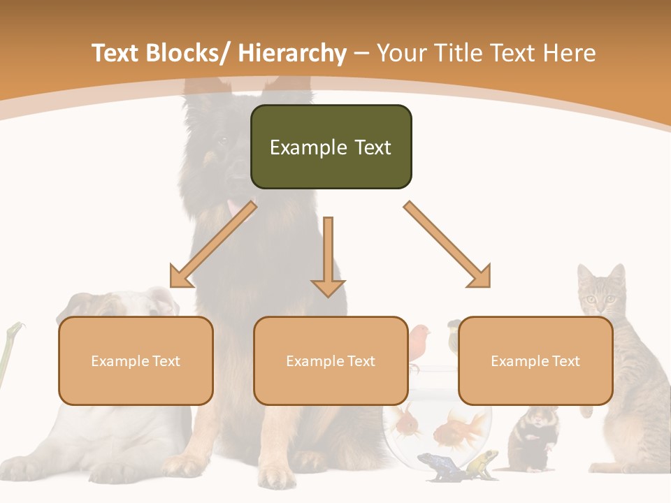 German Shepherd Looking At Camera Ferret PowerPoint Template