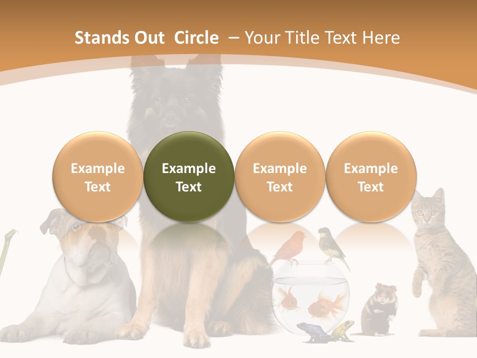 German Shepherd Looking At Camera Ferret PowerPoint Template