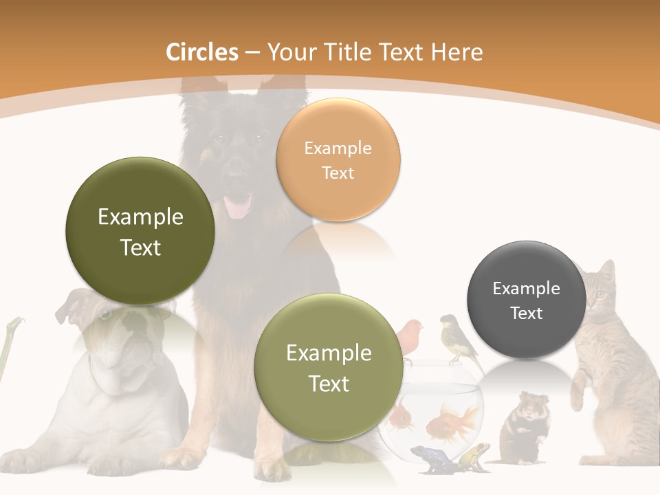 German Shepherd Looking At Camera Ferret PowerPoint Template