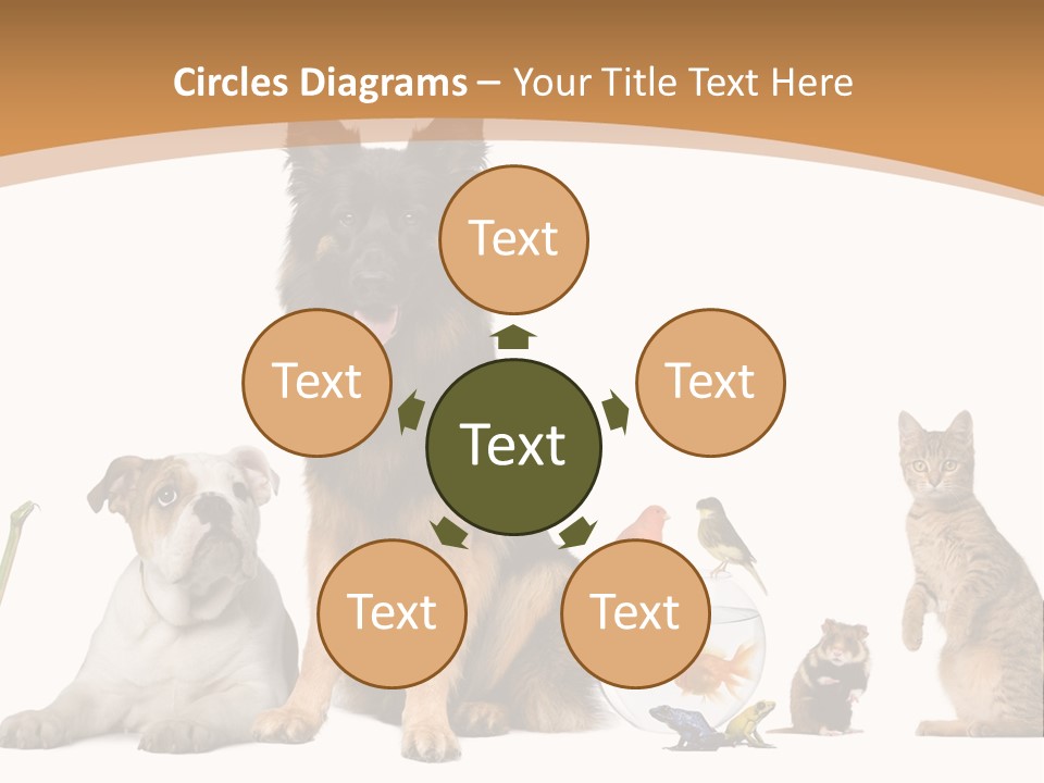 German Shepherd Looking At Camera Ferret PowerPoint Template