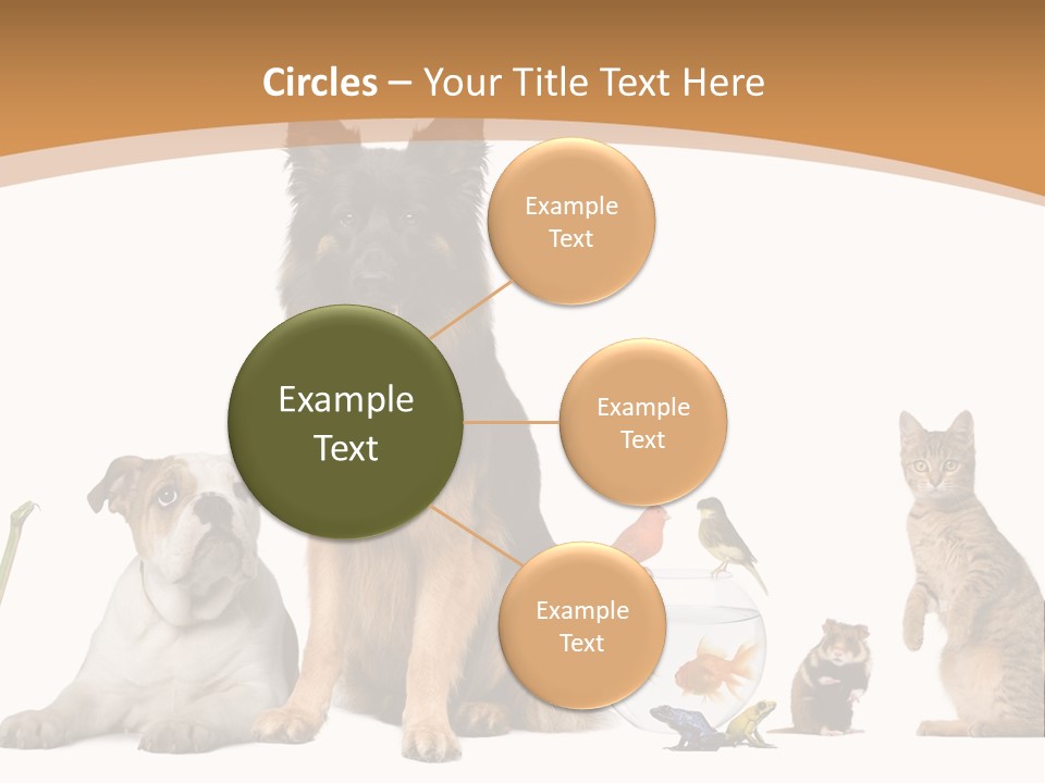 German Shepherd Looking At Camera Ferret PowerPoint Template