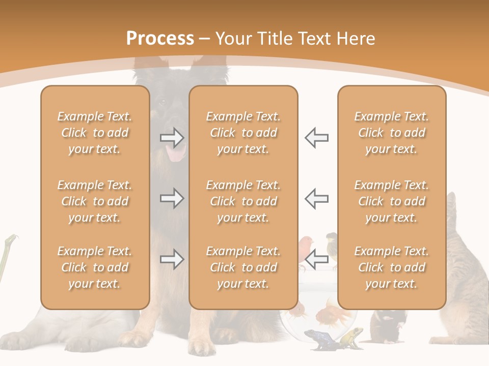 German Shepherd Looking At Camera Ferret PowerPoint Template