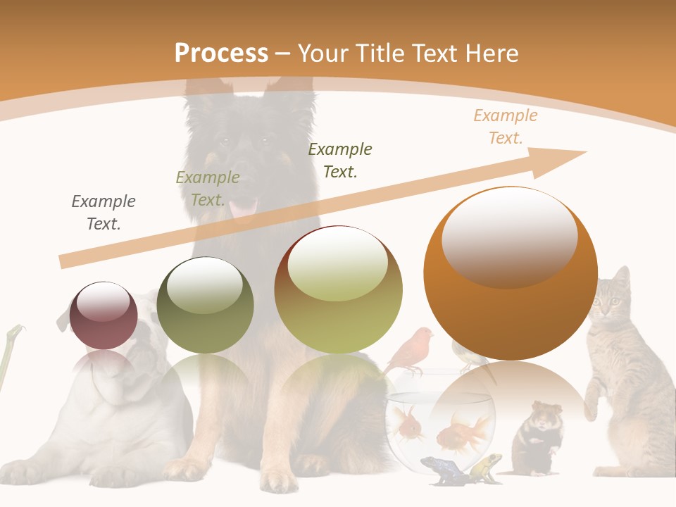 German Shepherd Looking At Camera Ferret PowerPoint Template