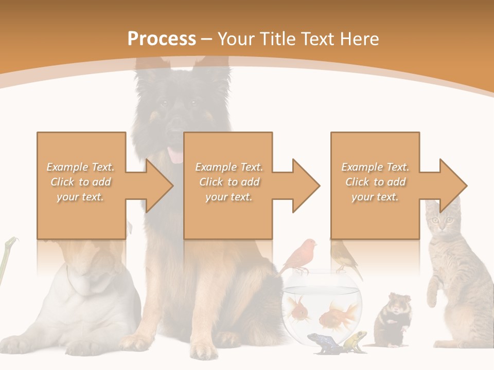 German Shepherd Looking At Camera Ferret PowerPoint Template