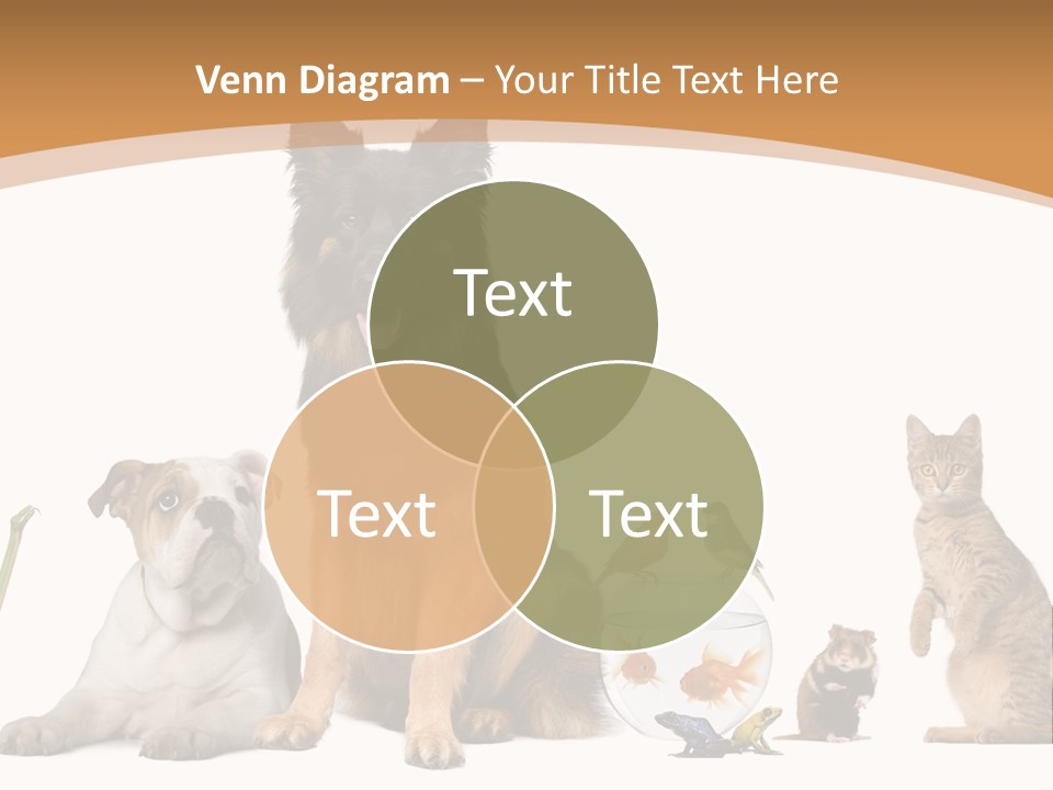 German Shepherd Looking At Camera Ferret PowerPoint Template