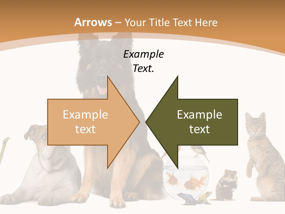 German Shepherd Looking At Camera Ferret PowerPoint Template