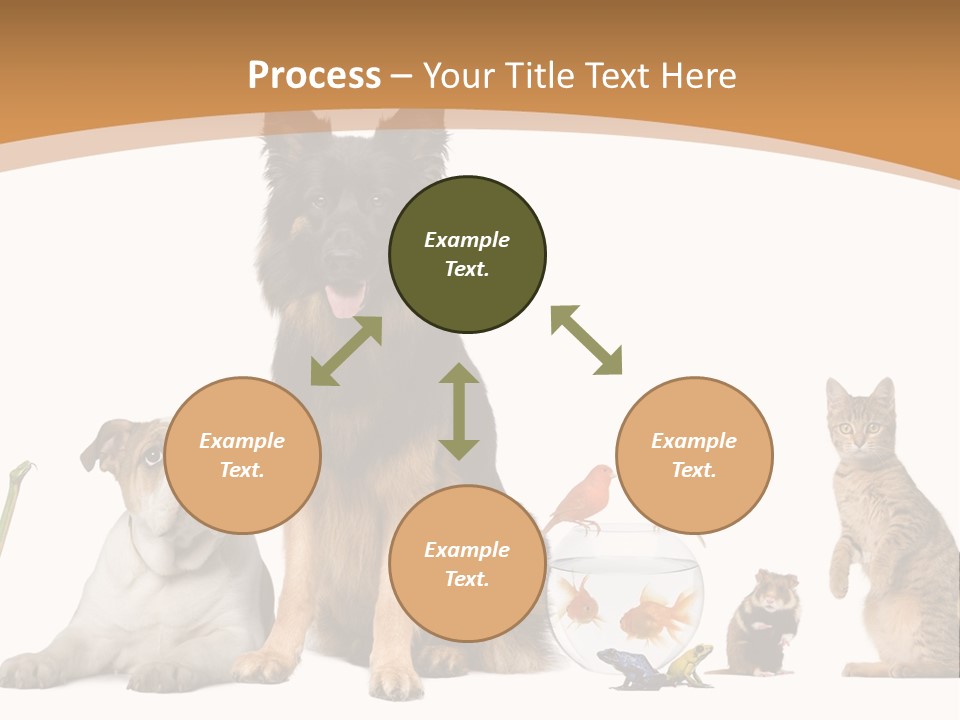 German Shepherd Looking At Camera Ferret PowerPoint Template