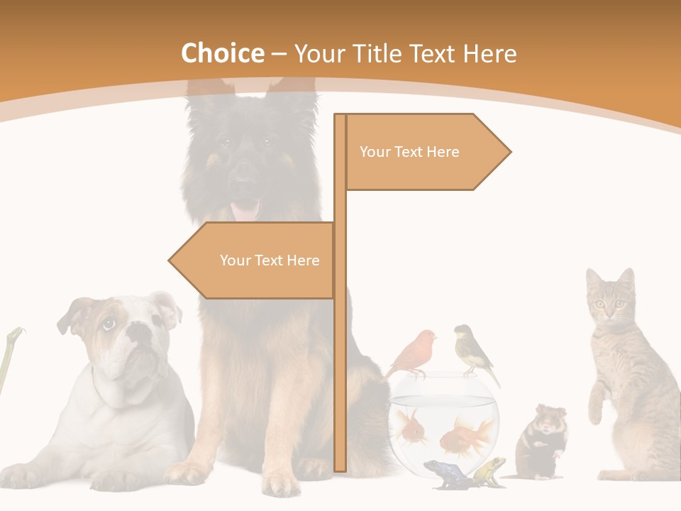 German Shepherd Looking At Camera Ferret PowerPoint Template