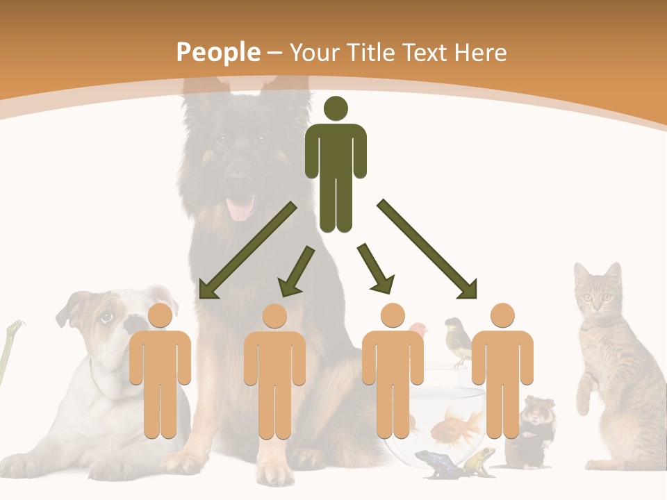 German Shepherd Looking At Camera Ferret PowerPoint Template