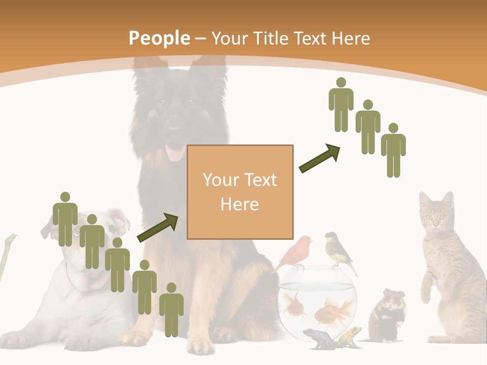 German Shepherd Looking At Camera Ferret PowerPoint Template