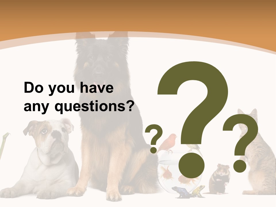 German Shepherd Looking At Camera Ferret PowerPoint Template