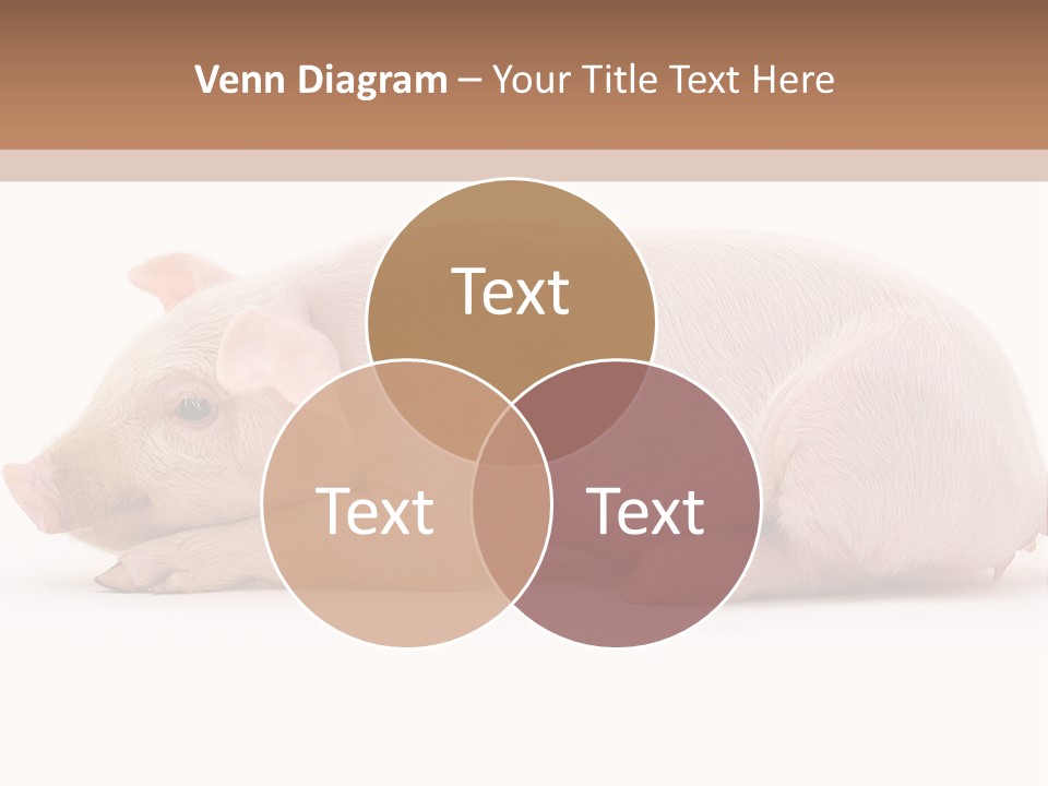 Front Down Shed PowerPoint Template