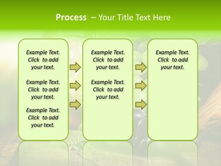 Bundle Copy Vegetation PowerPoint Template