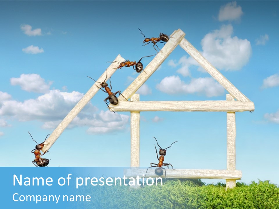 Build Plank Insects PowerPoint Template