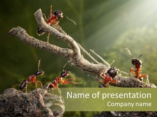 Tree Ant Anthill PowerPoint Template