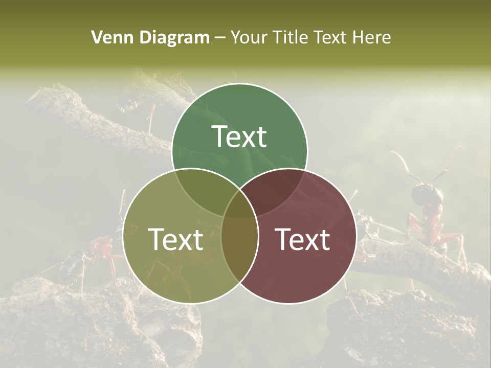 Tree Ant Anthill PowerPoint Template