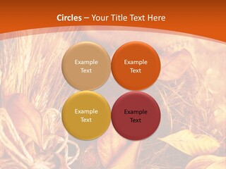 Agriculture Golden Closeup PowerPoint Template