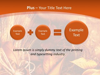 Agriculture Golden Closeup PowerPoint Template