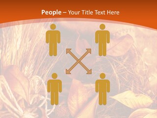 Agriculture Golden Closeup PowerPoint Template