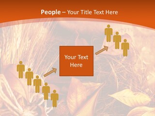 Agriculture Golden Closeup PowerPoint Template