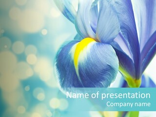 Blossom Bouquet Beauty PowerPoint Template