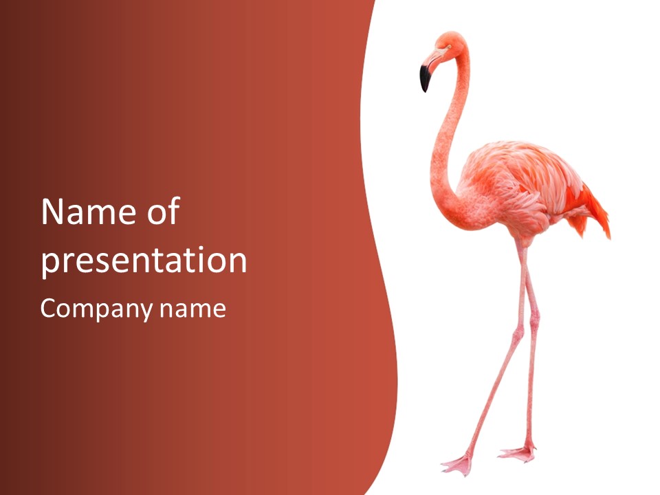 Animal Flamingo Subtropics PowerPoint Template