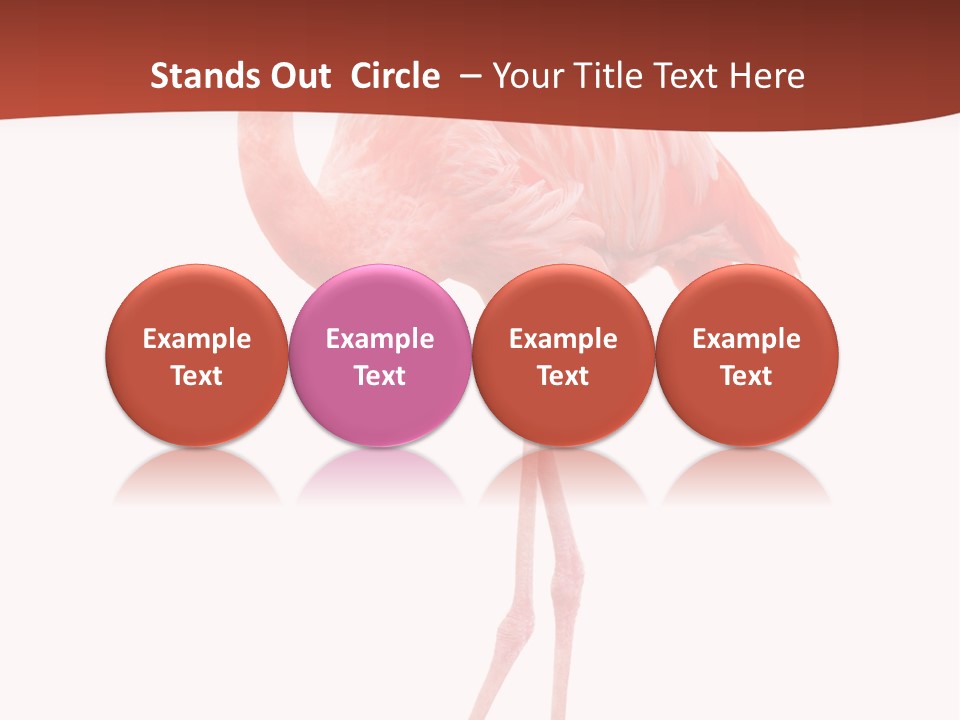 Animal Flamingo Subtropics PowerPoint Template